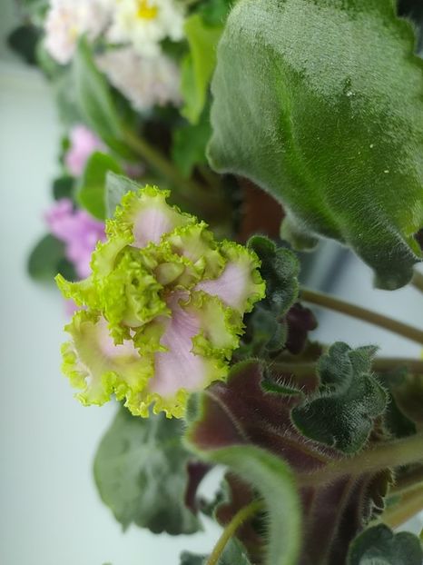 17 februarie 2024 - PT Junona