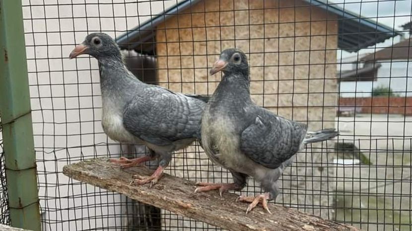  - Nu îmi aparțin 7