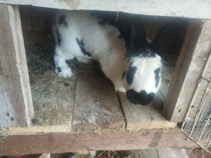 Fluture german - Iepuri