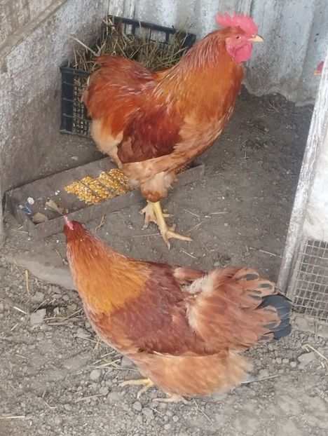  - Găini new hempsire