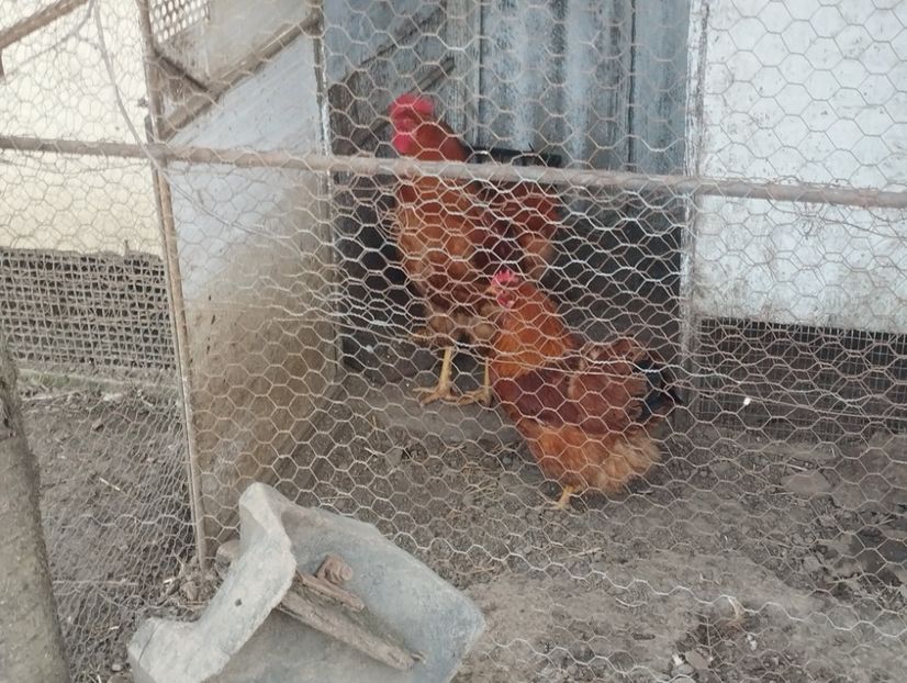  - Găini new hempsire