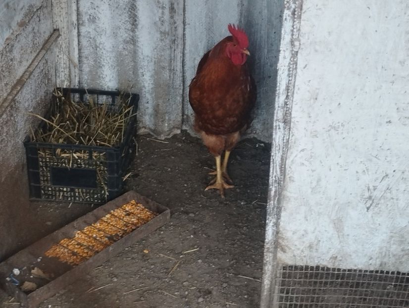  - Găini new hempsire