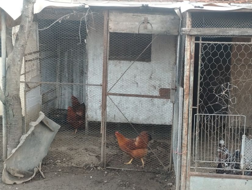  - Găini new hempsire