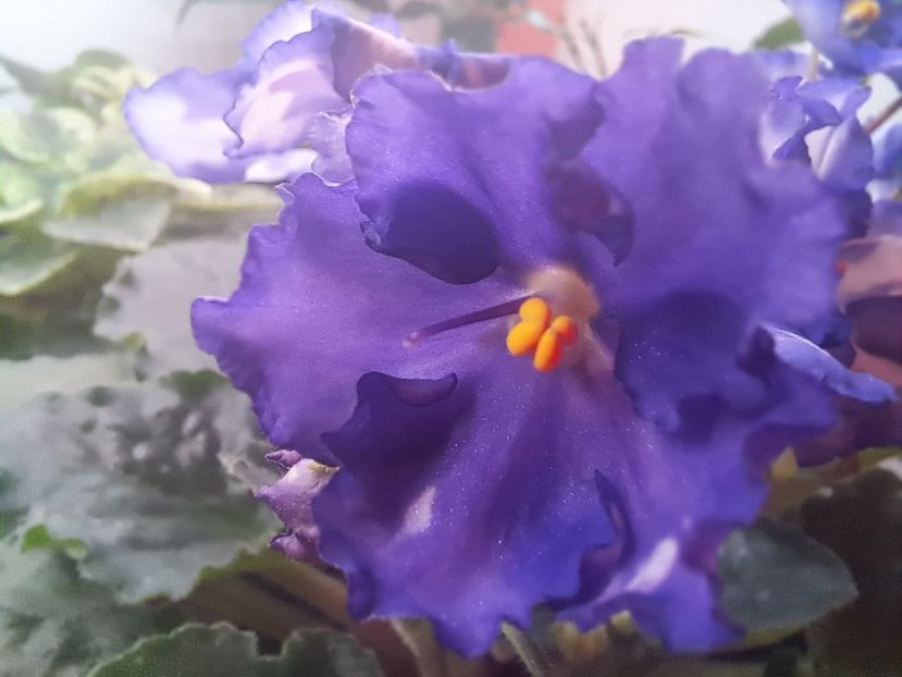  - Violeta Optimara Chico sport?