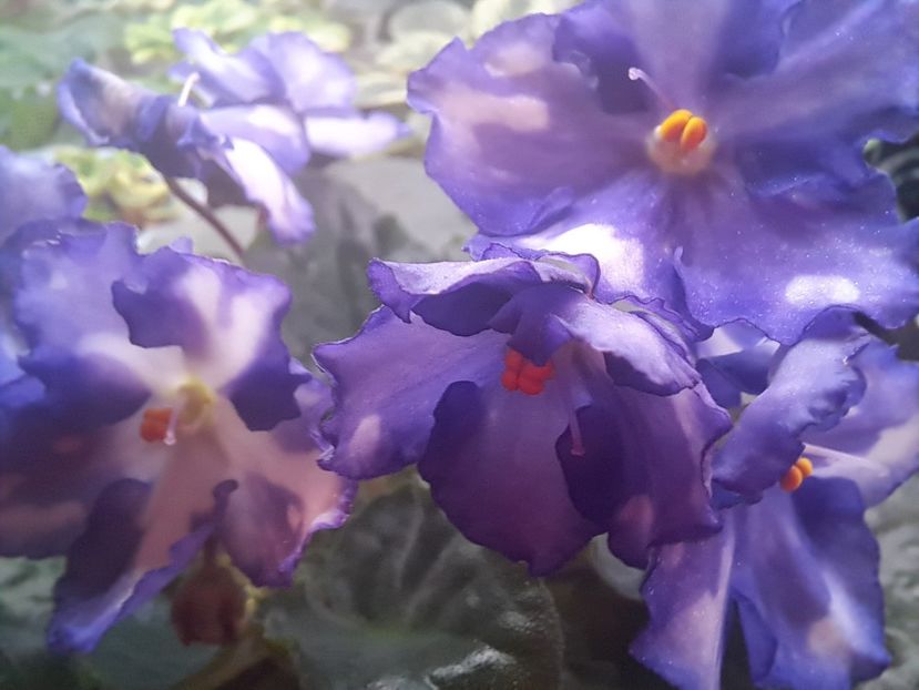  - Violeta Optimara Chico sport?