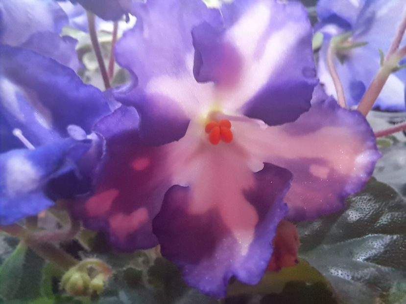  - Violeta Optimara Chico sport?