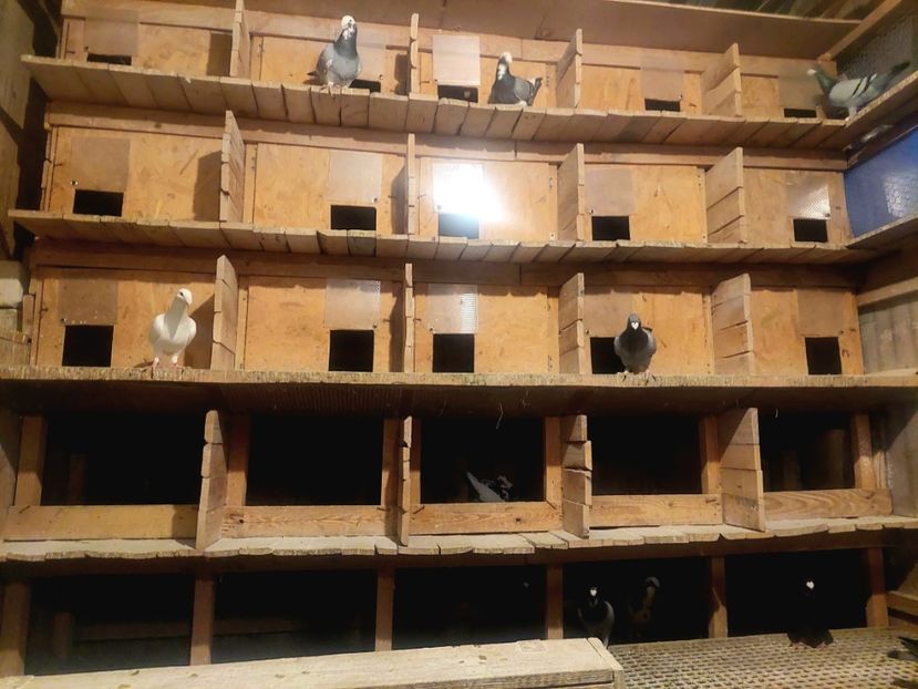  - voliera porumbei voiajor german