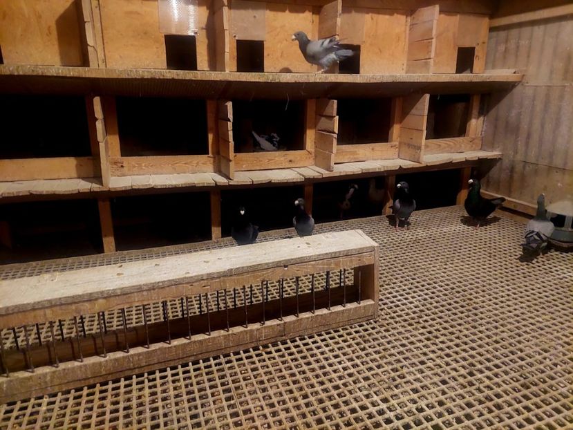  - voliera porumbei voiajor german