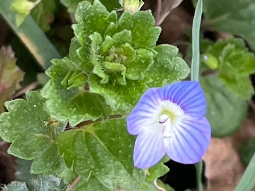  - FLORILE PRIMAVERII