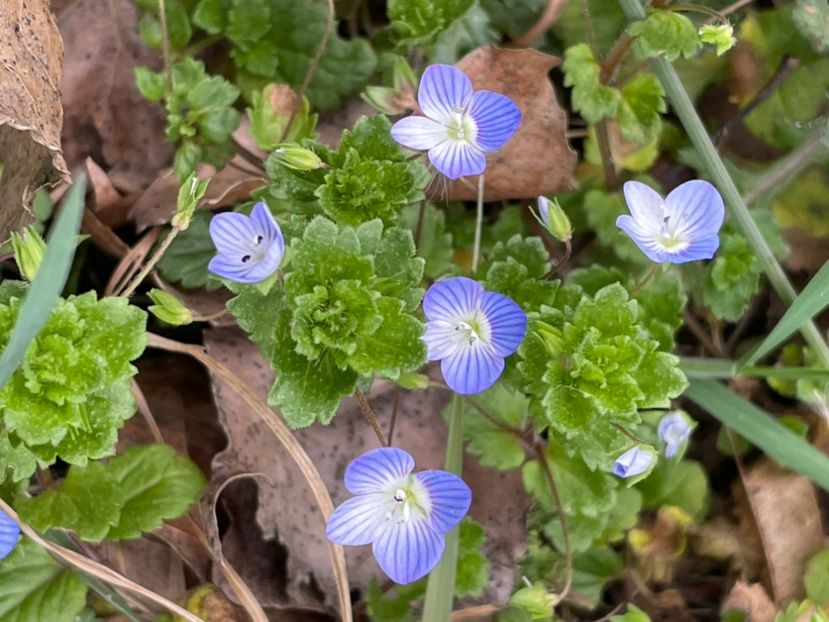  - FLORILE PRIMAVERII