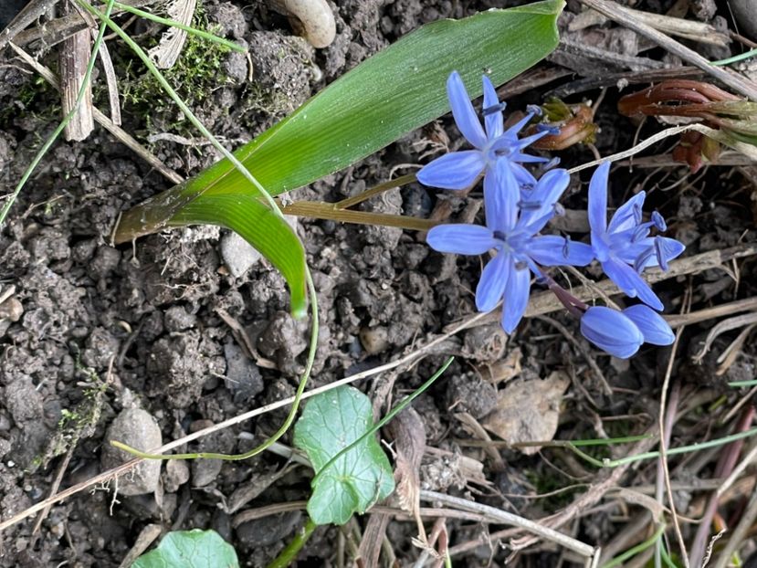  - FLORILE PRIMAVERII