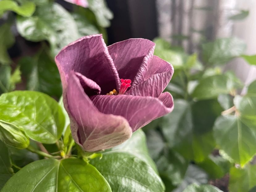  - DPs Purple Drops