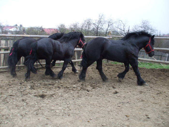 012 - Black and grey horses