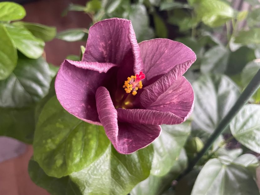  - DPs Purple Drops