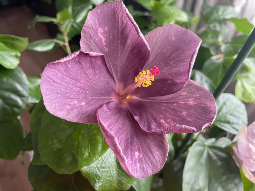  - DPs Purple Drops