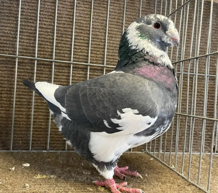  - Porumbei Vânduți