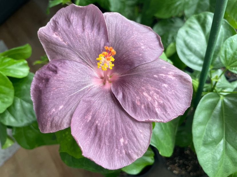  - DPs Purple Drops