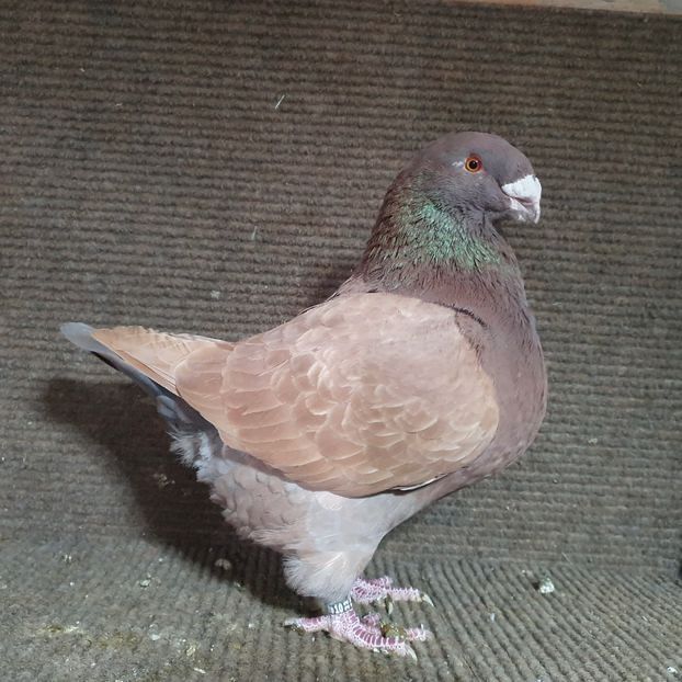  - Porumbei Vânduți