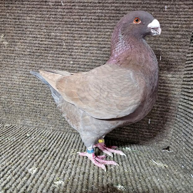  - Porumbei Vânduți