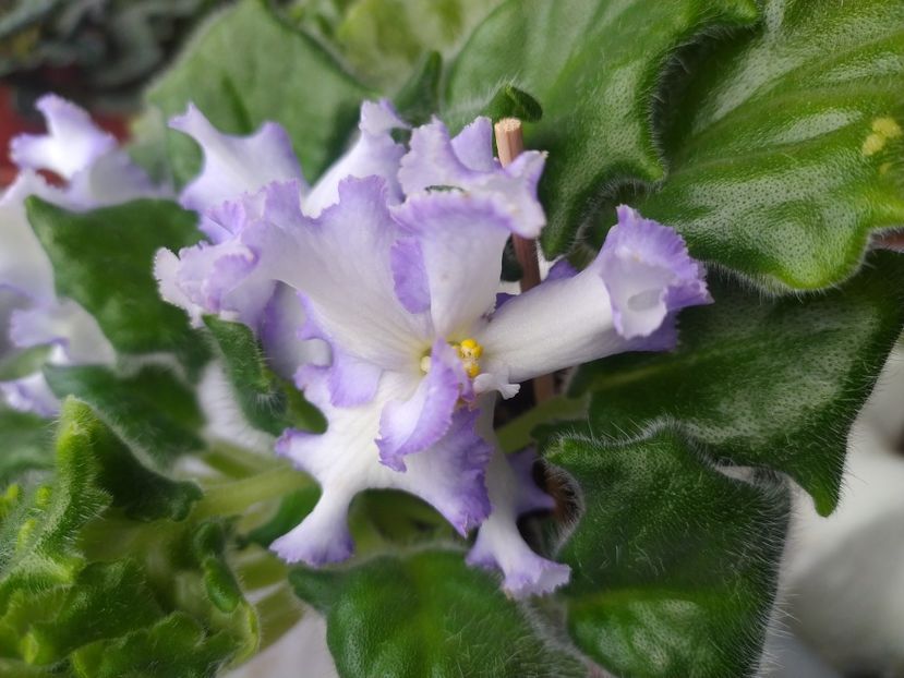 19 februarie 2024 - RM Golubaya Lenta