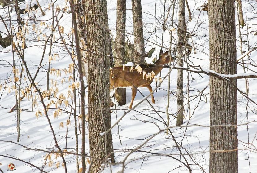 CHEVREUIL-DEER 1 - B - ANIMALS