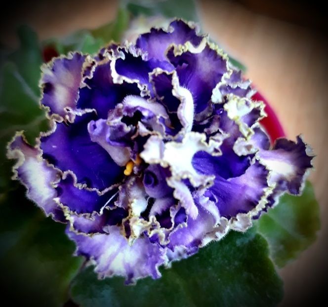 Vodianoj - AA Frunze de violete epuizat