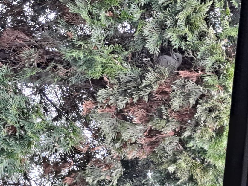  - FFORILE DE LA BAICOI 2023 - 2024 --------