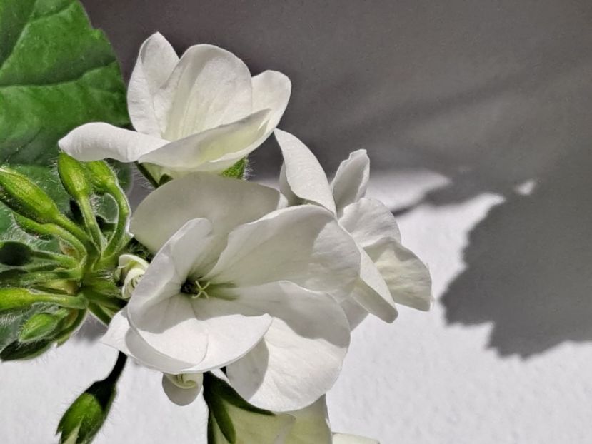  - FFORILE DE LA BAICOI 2023 - 2024 --------