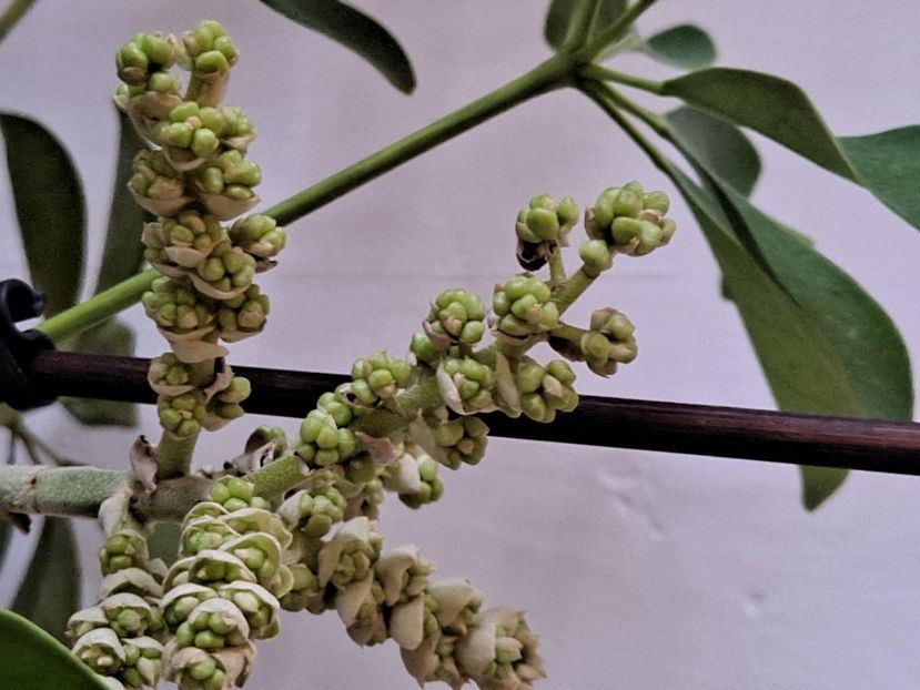  - FFORILE DE LA BAICOI 2023 - 2024 --------