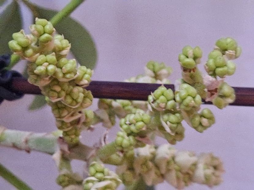  - FFORILE DE LA BAICOI 2023 - 2024 --------