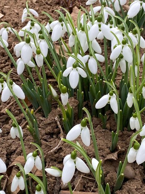 IMG-20240211-WA0006 - FFORILE DE LA BAICOI 2023 - 2024 --------