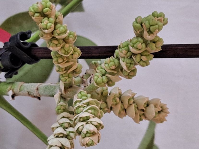  - FFORILE DE LA BAICOI 2023 - 2024 --------