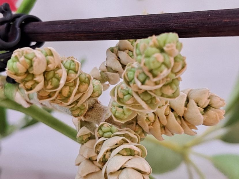  - FFORILE DE LA BAICOI 2023 - 2024 --------