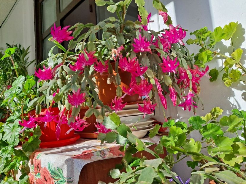  - FFORILE DE LA BAICOI 2023 - 2024 --------