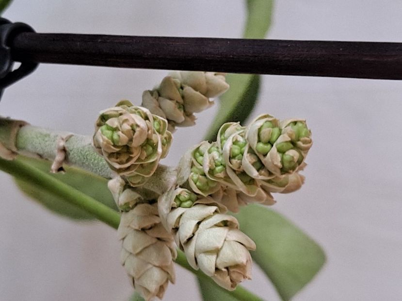  - FFORILE DE LA BAICOI 2023 - 2024 --------