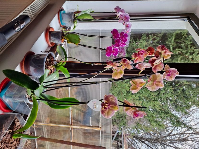  - FFORILE DE LA BAICOI 2023 - 2024 --------