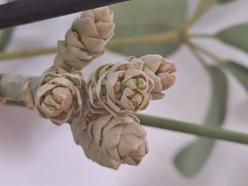  - FFORILE DE LA BAICOI 2023 - 2024 --------