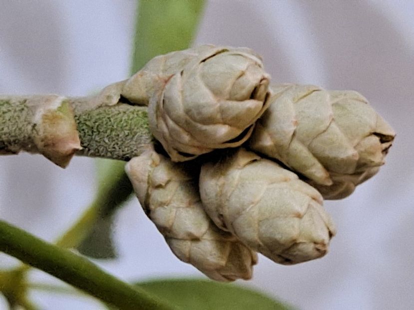  - FFORILE DE LA BAICOI 2023 - 2024 --------