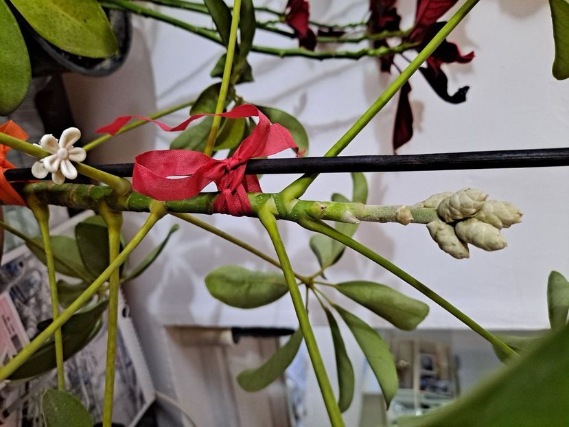  - FFORILE DE LA BAICOI 2023 - 2024 --------