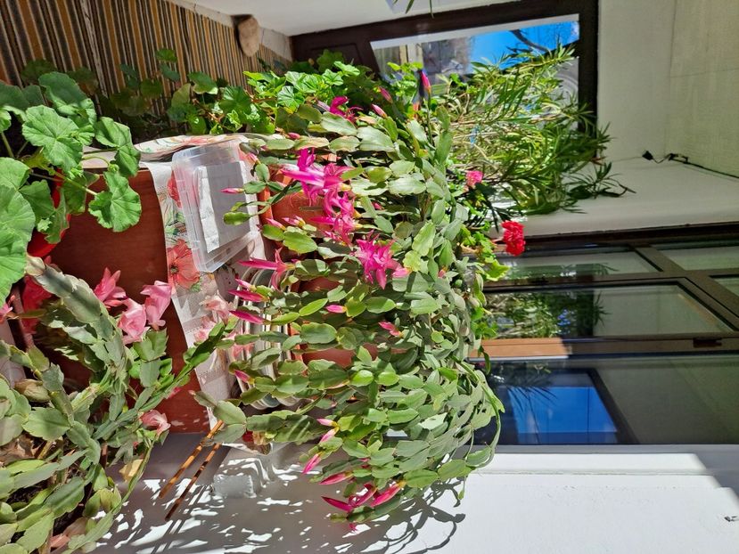  - FFORILE DE LA BAICOI 2023 - 2024 --------