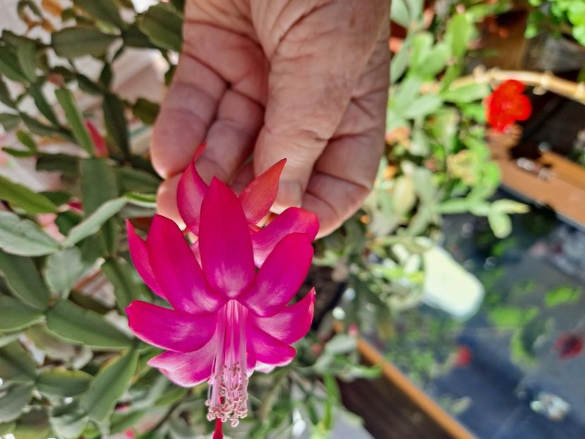  - FFORILE DE LA BAICOI 2023 - 2024 --------