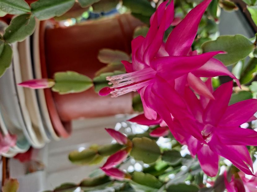  - FFORILE DE LA BAICOI 2023 - 2024 --------