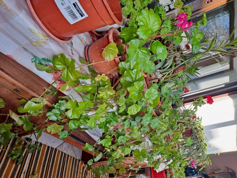  - FFORILE DE LA BAICOI 2023 - 2024 --------