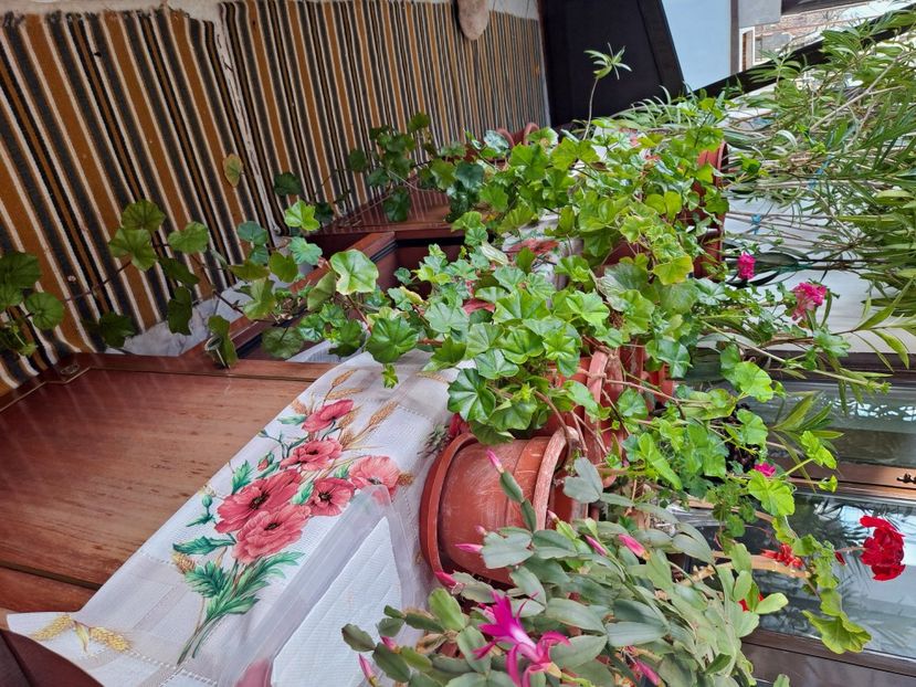  - FFORILE DE LA BAICOI 2023 - 2024 --------