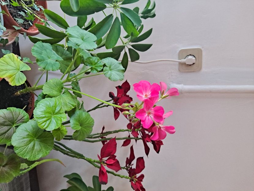  - FFORILE DE LA BAICOI 2023 - 2024 --------