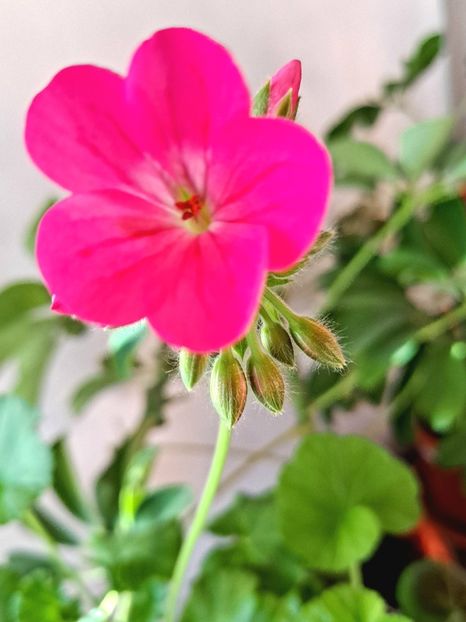  - FFORILE DE LA BAICOI 2023 - 2024 --------