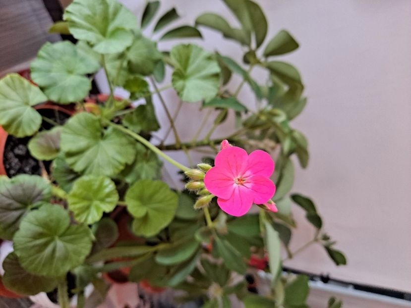  - FFORILE DE LA BAICOI 2023 - 2024 --------