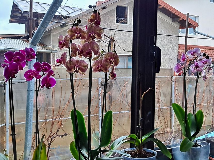  - FFORILE DE LA BAICOI 2023 - 2024 --------