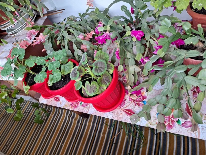  - FFORILE DE LA BAICOI 2023 - 2024 --------