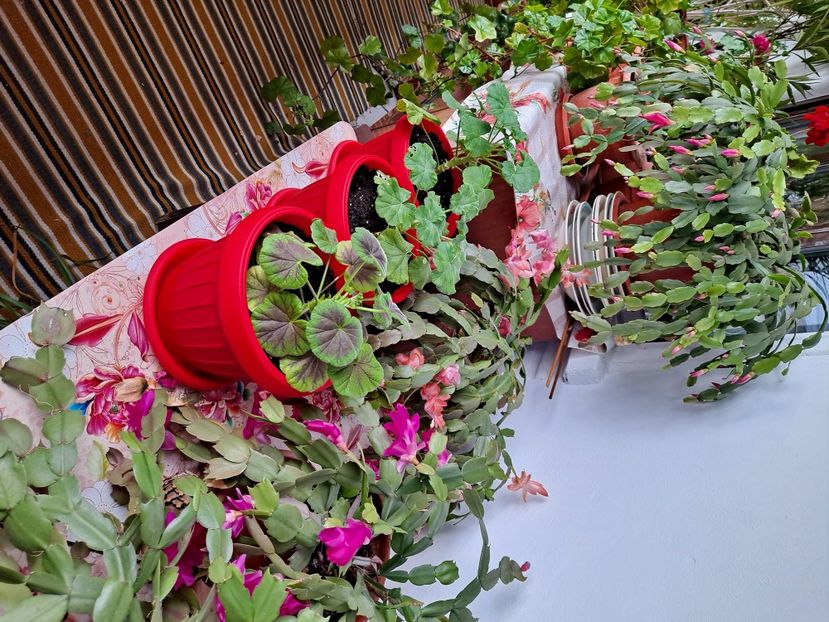  - FFORILE DE LA BAICOI 2023 - 2024 --------